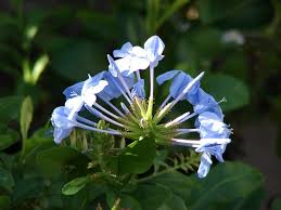 We did not find results for: Plumbago Auriculata Cape Leadwort Cape Plumbago North Carolina Extension Gardener Plant Toolbox