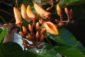 Image result for Erythrina
