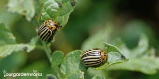 Learn more about dealing with japanese beetles. How To Get Rid Of Colorado Potato Beetle In Your Garden