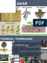 Ada beberapa akar khusus yang hanya terdapat pada tumbuhan tertentu, antara lain, akar isap, contohnya akar benalu; Jenis Akar Tumbuhan