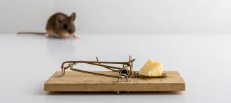 Preferred pest control is owned and managed by brad smith, an iowa state university graduate entomologist. Pest Control Services Diy Vs Professional Des Moines Ia Pest Control