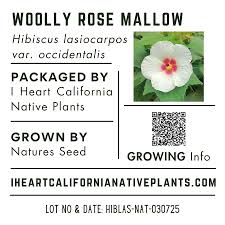 Image result for Hibiscus barbosae