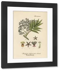 Image result for Hagenia abyssinica