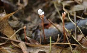 Image result for Didymoplexis