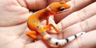 How Big Do Leopard Geckos Get Full Grown Geckos Faunalicious