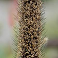 Image result for Cenchrus trachyphyllus