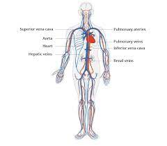 Cardiovascular System Cardiosecur