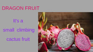It's the fruit of a climbing cactus (making it related to prickly pears), native to mexico and south america, but it's now grown in many other tropical locales. Dragon Fruit It S A Small Climbing Cactus Fruit With Many Health Benefits Dragon Healthy Miracle Youtube