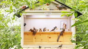 Movie Squirrels Nut Bar Hang Out With Squirrels And Birds 1 Hour 4k Youtube Squirrel Backyard Birds Nut Bar