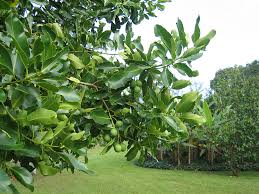 Image result for Calophyllum