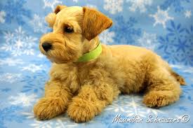 Black And White Schnauzer For Sale Van Gogh A Golden Wheaten Schnauzer Schnauzer Schnauzer Puppy Miniature Schnauzer Black