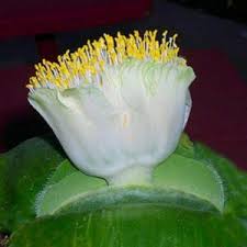 Image result for Dipcadi marlothii