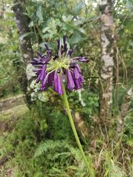 Image result for Agapanthus inapertus