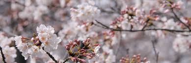 Cherry blossom is an unreleased song by lana del rey. Cherry Blossoms Sakura In Japan