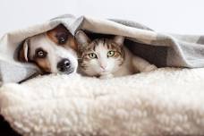 The Truth about Pets: Through Life’s Transitions