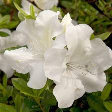 When should we cut back to reduce legginess and thicken. Purple Dwarf Encore Azalea Novocom Top