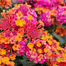 Image result for Lantana