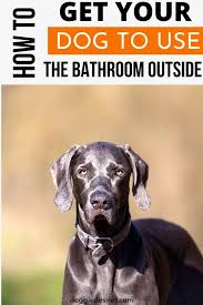 How To Get Your Dog To Use The Bathroom Outside In 2020 Dog Training Dogs Puppy Training