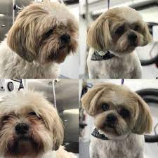 For some dogs, long hair isn't a problem so all they would need is a simple dog washing and nail trimming treatment. Pin By Julieta On Puppy Coiffure Dog Haircuts Dog Grooming Salons Dog Grooming Tips