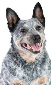 Australian Cattle Dog Training Course On Australian Cattle Dog