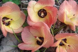 Image result for Hibiscus tiliaceus