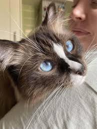 Look at these brows and blue eyes — the prettiest duo ever ✨💙