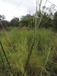 Image result for Sporobolus pyramidalis