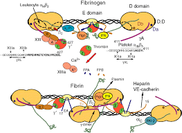 Image result for Fibrinogen