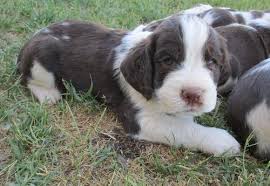There are millions of homeless dogs. English Springer Spaniel Puppy For Sale Adoption Rescue For Sale In Wickenburg Arizona Classified Americanlisted Com