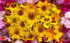 Pink and yellow flowers background. Wallpaper Yellow And Pink Flowers Background 1920x1200 Hd Picture Image