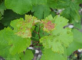 Image result for Colomerus vitis