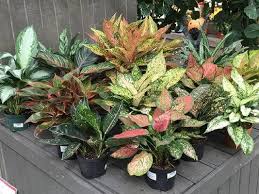 Viralnya Aglaonema Di Masyarakat Jektv Co Id Semua Informasi Jambi