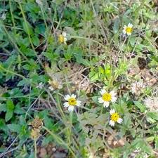 Image result for Tridax