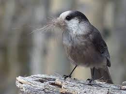Maybe you would like to learn more about one of these? The Canada Jay For Canada S National Bird Nature Calgary