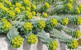 Image result for Euphorbia davyi