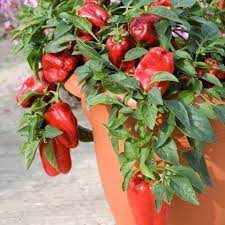 How To Grow Bell Peppers In Pots Complete Growing Guide Cultivo Del Pimiento Cultivo De Hortalizas Cultivo De Arboles Frutales