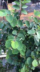 Image result for Portulaca kermesina