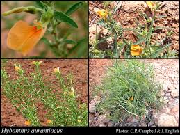 Image result for Afrohybanthus