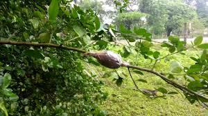 Grafting star fruit tree is not difficult by following t. Air Layering Lemon Tree Air Layering Start Lemon Tree Bonsai From Air Layering Green Plants Youtube