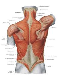 Female reproductive organs of the lower torso. Core Fitness Education Fitness Qualifications Courses Courses Lower Back Pain