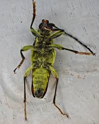 Image result for Leptochloa obtusiflora