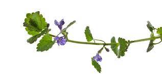 Keep Creeping Charlie (Ground-Ivy) out of Your Yard - Birds and Blooms