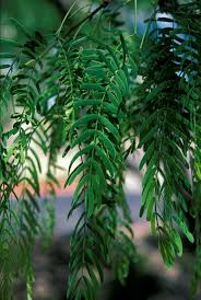 Image result for Prosopis glandulosa