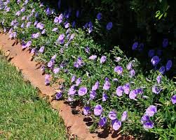 Image result for Convolvulus ocellatus