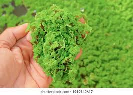 Image result for Azolla pinnata
