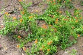 Image result for Gloriosa superba