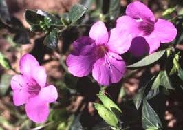 Image result for Barleria lancifolia