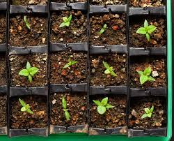 A note about shop lights: How To Use A Seedling Heat Mat Greenhouse Today