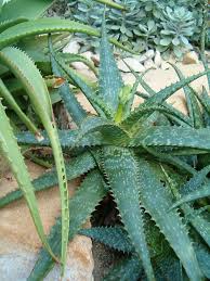 Image result for Aloe haroniensis