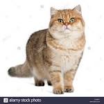 British Shorthair Dames of Katareece Cattery cats and kittens.